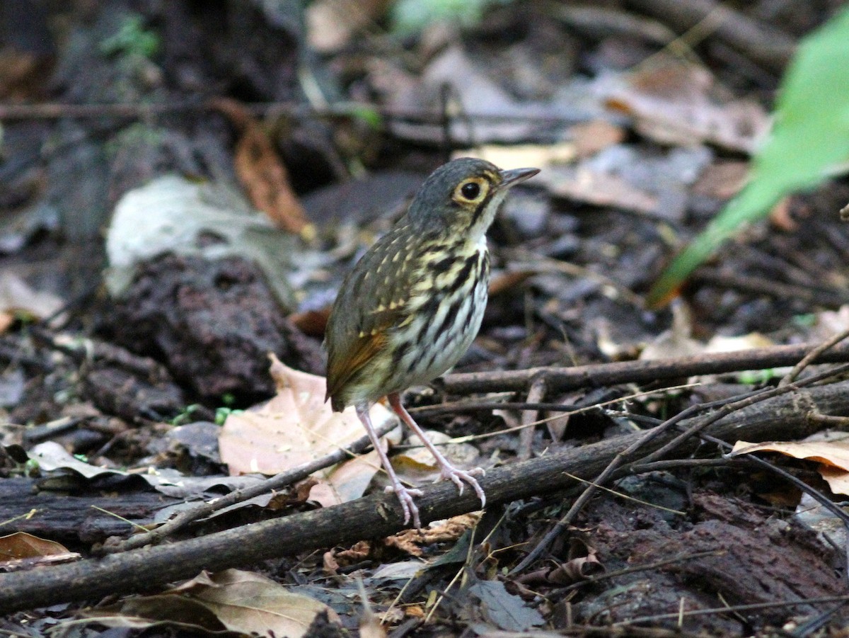 Streak-chested Antpitta - ML637631158