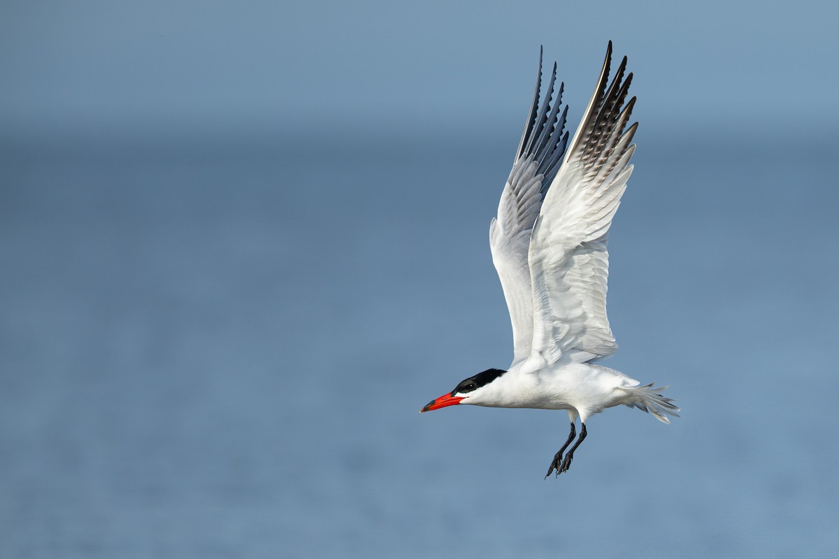 Caspian Tern - ML637631159