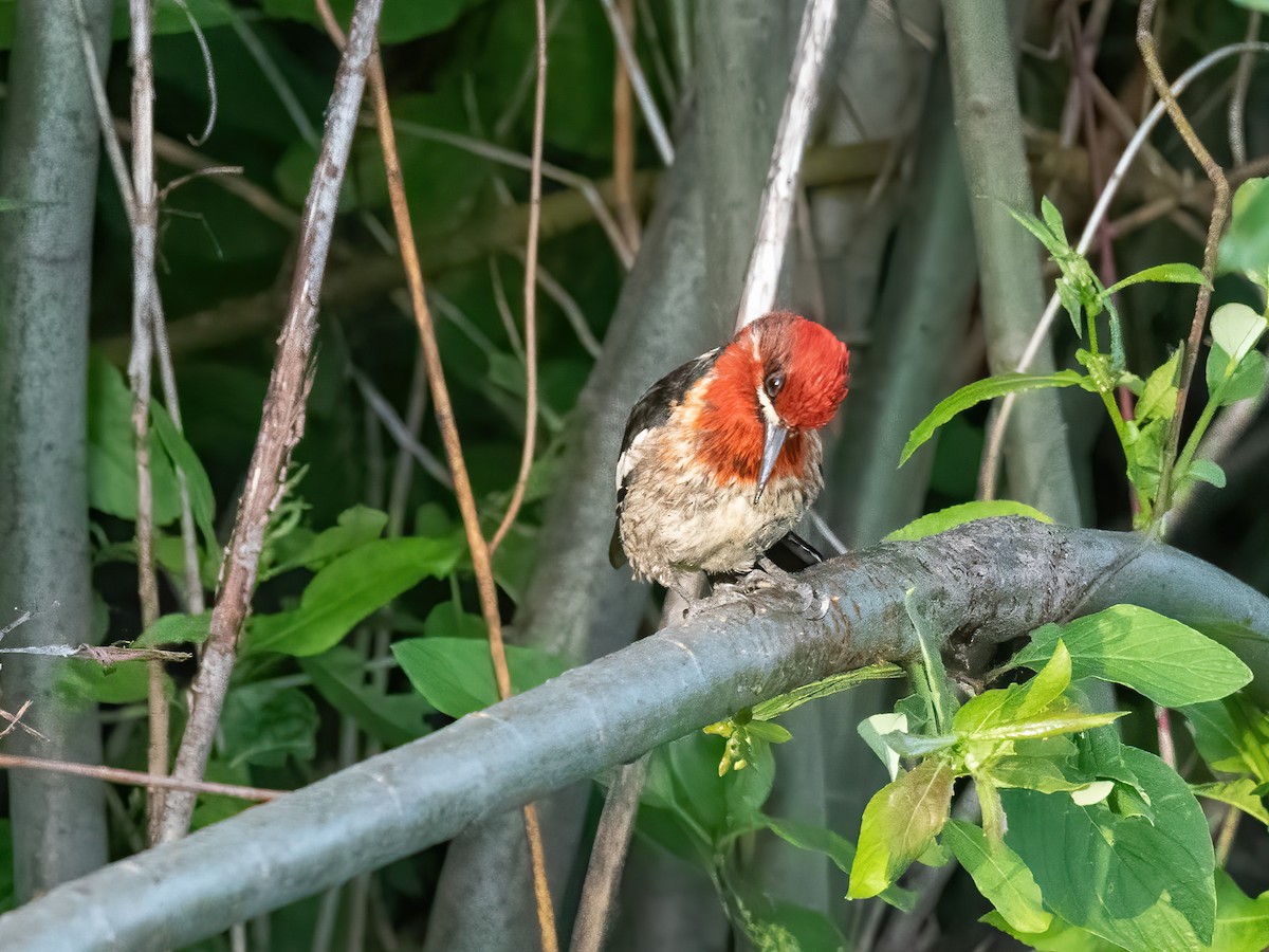 Red-breasted Sapsucker - ML637631214