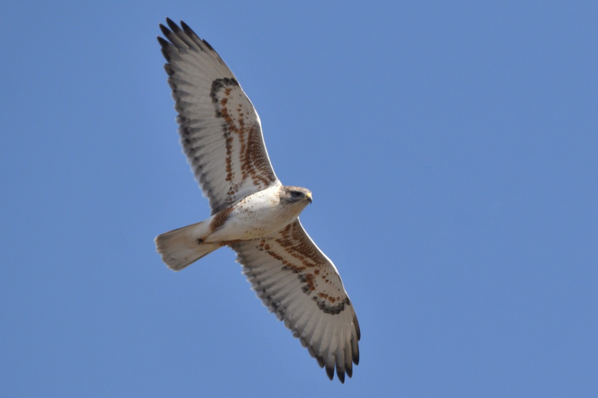 Ferruginous Hawk - ML637631216