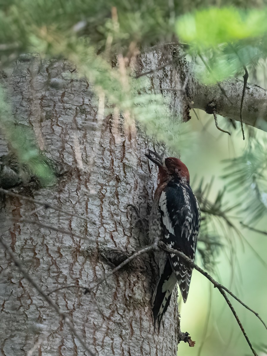 Red-breasted Sapsucker - ML637631230