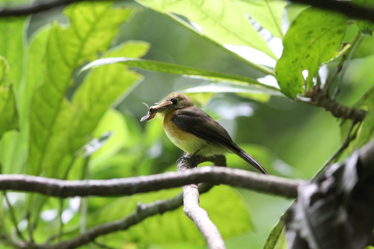 Sulphur-rumped Flycatcher - ML637631231