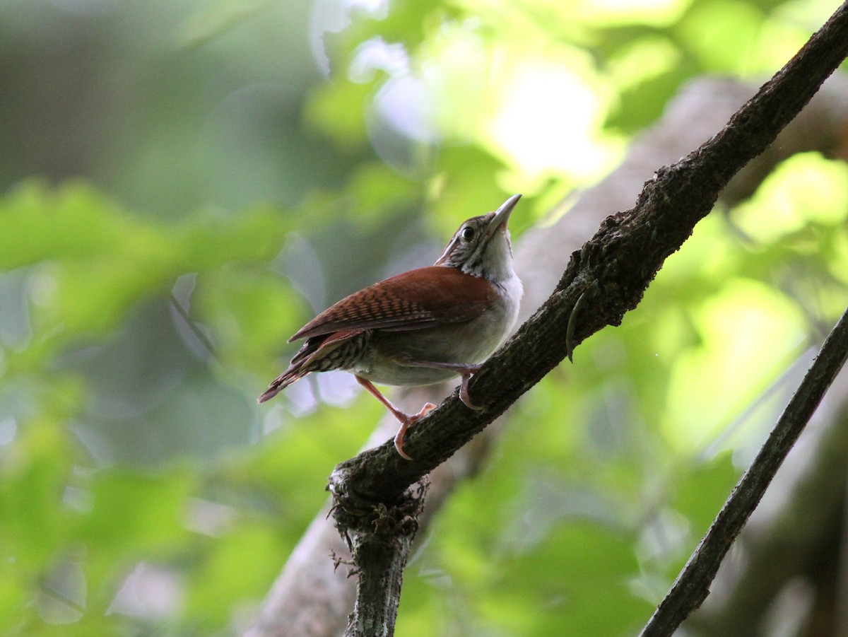 Rufous-and-white Wren - ML637631303