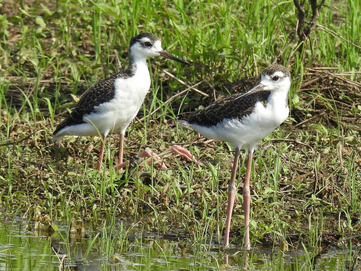 Black-necked Stilt - ML637631304