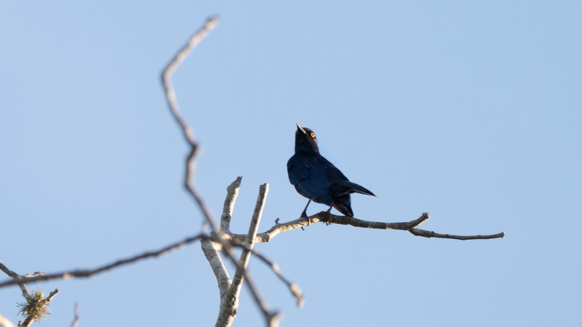 Black-bellied Starling - ML637631325