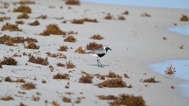 Black-bellied Plover - ML637631349