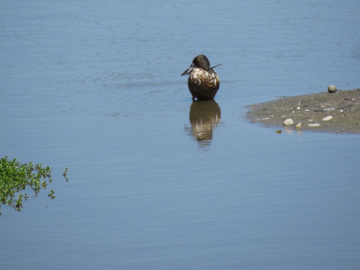 Northern Shoveler - ML637631352