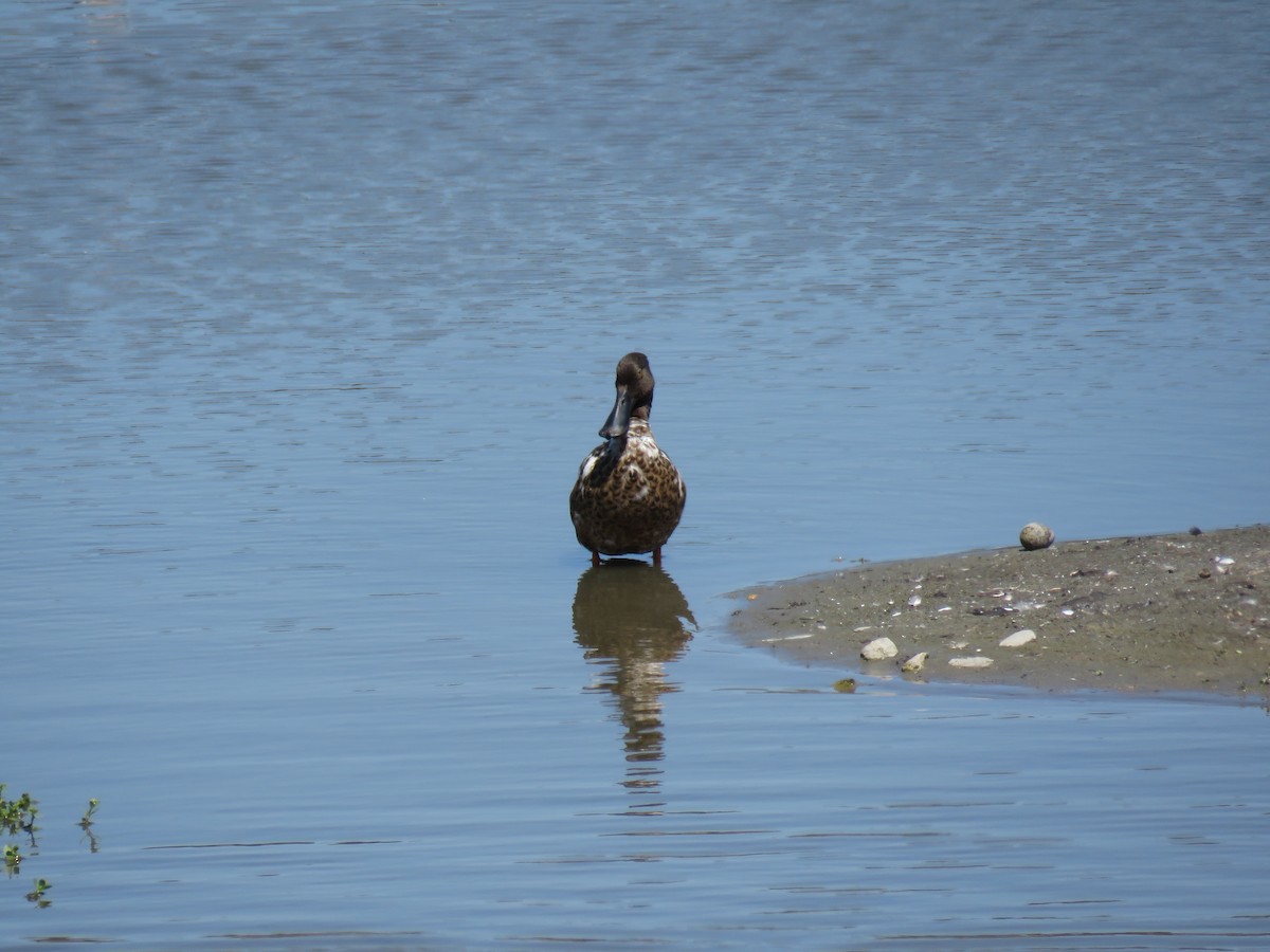 Northern Shoveler - ML637631353