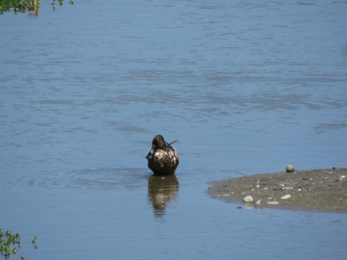 Northern Shoveler - ML637631354