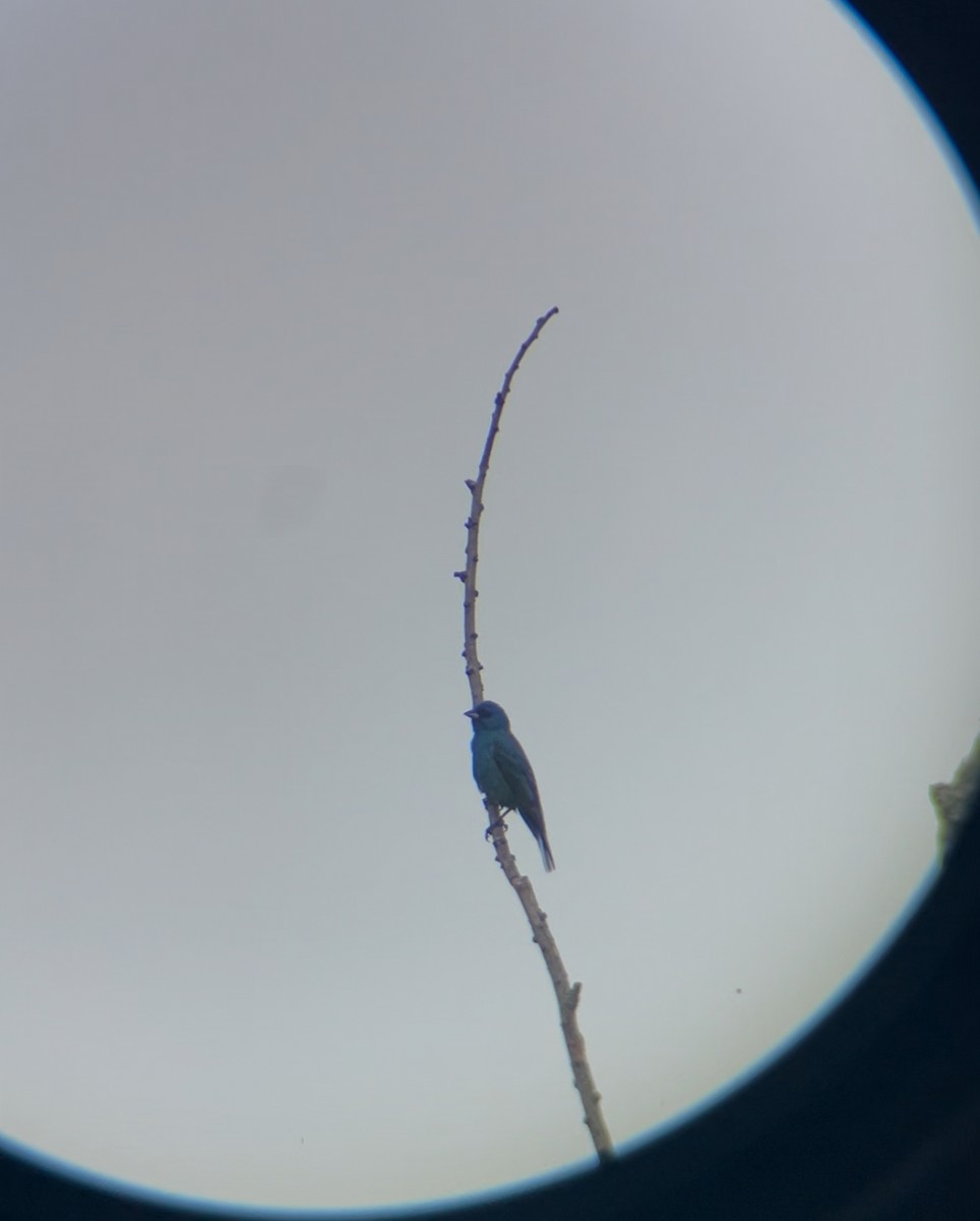 Indigo Bunting - ML637631372