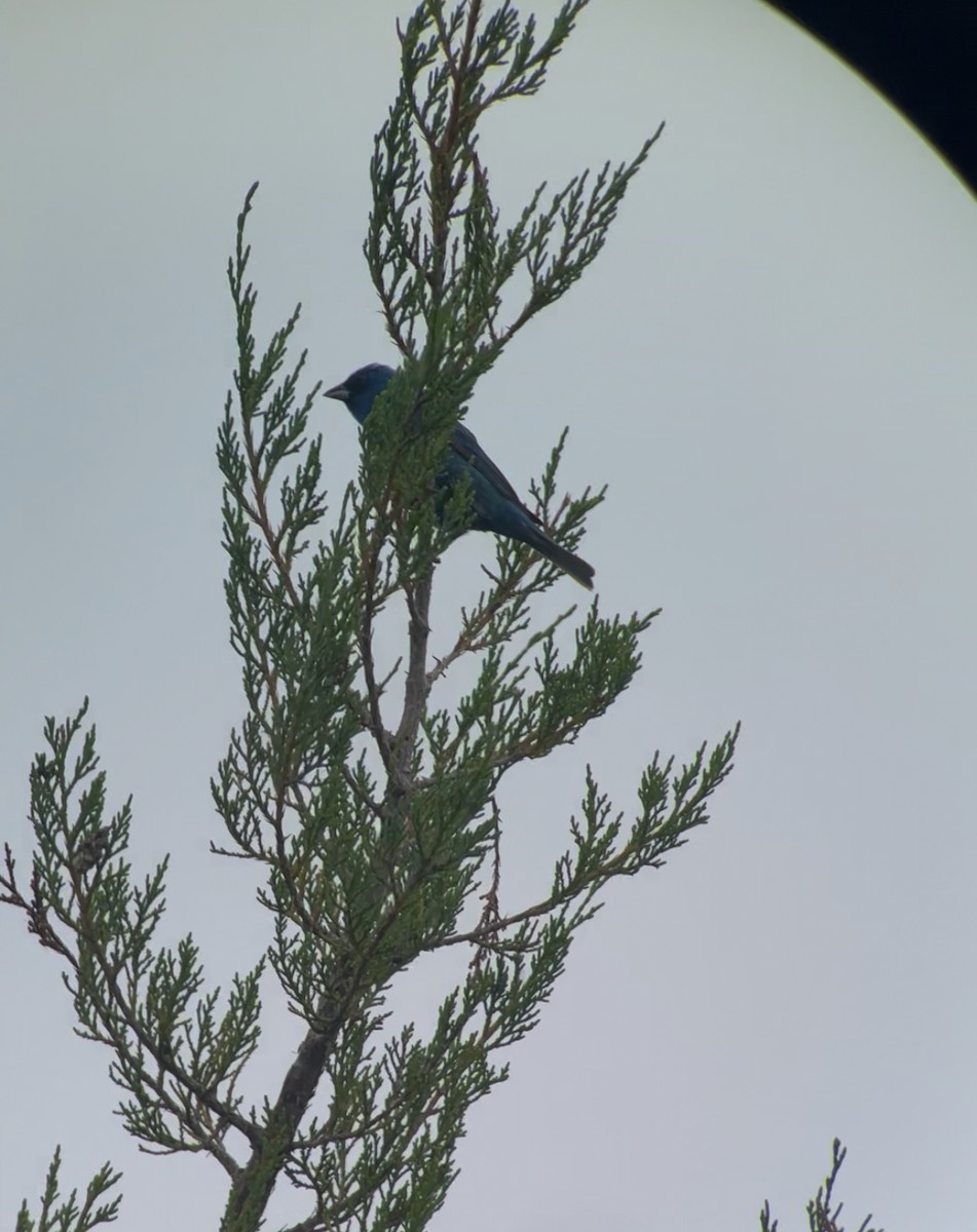 Indigo Bunting - ML637631373
