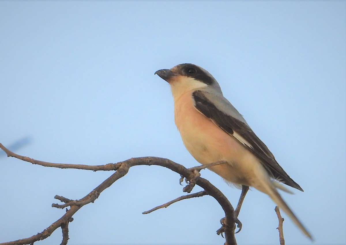 Lesser Gray Shrike - ML637631375