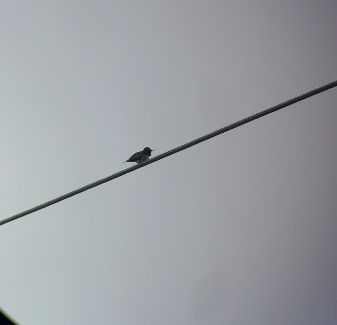 Ruby-throated Hummingbird - ML637631395