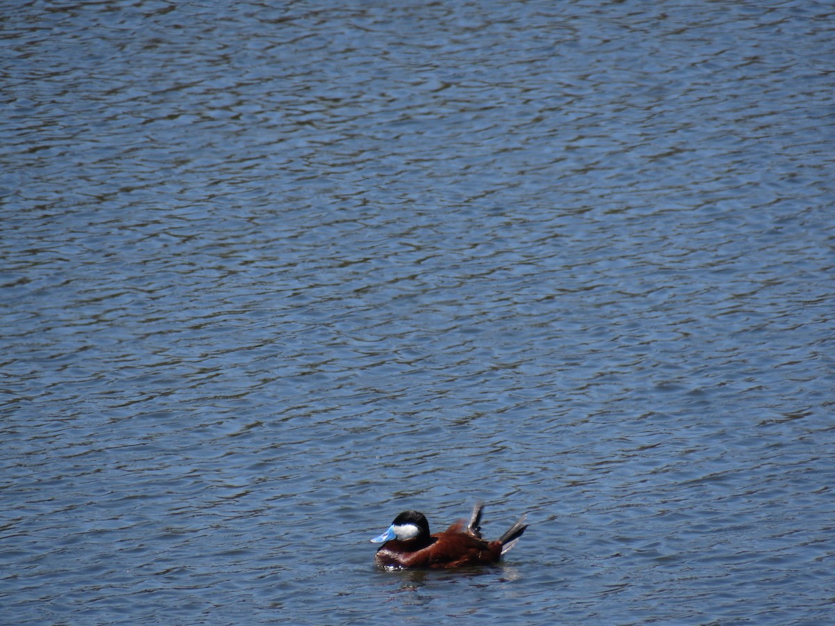 Ruddy Duck - ML637631401