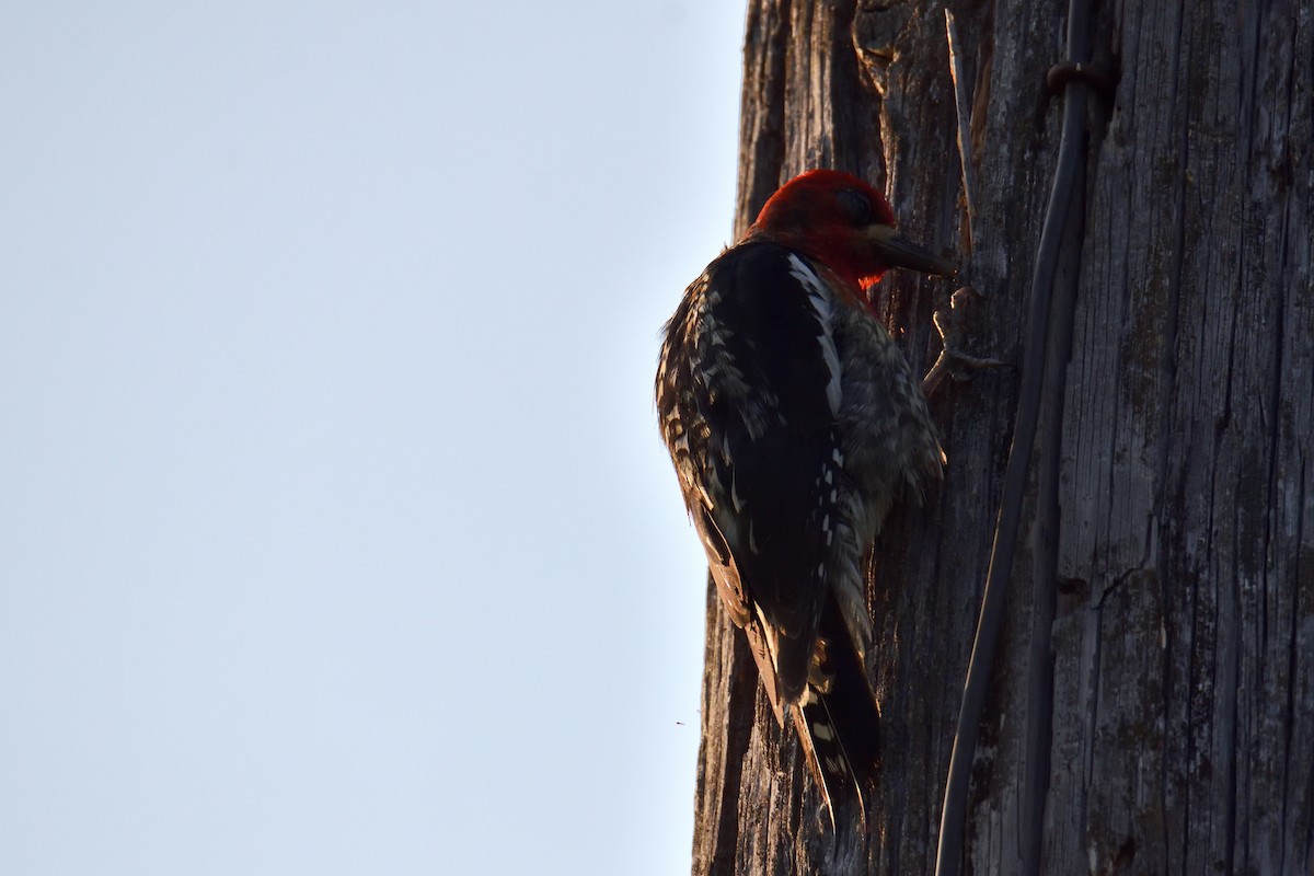 Red-breasted Sapsucker - ML637631439