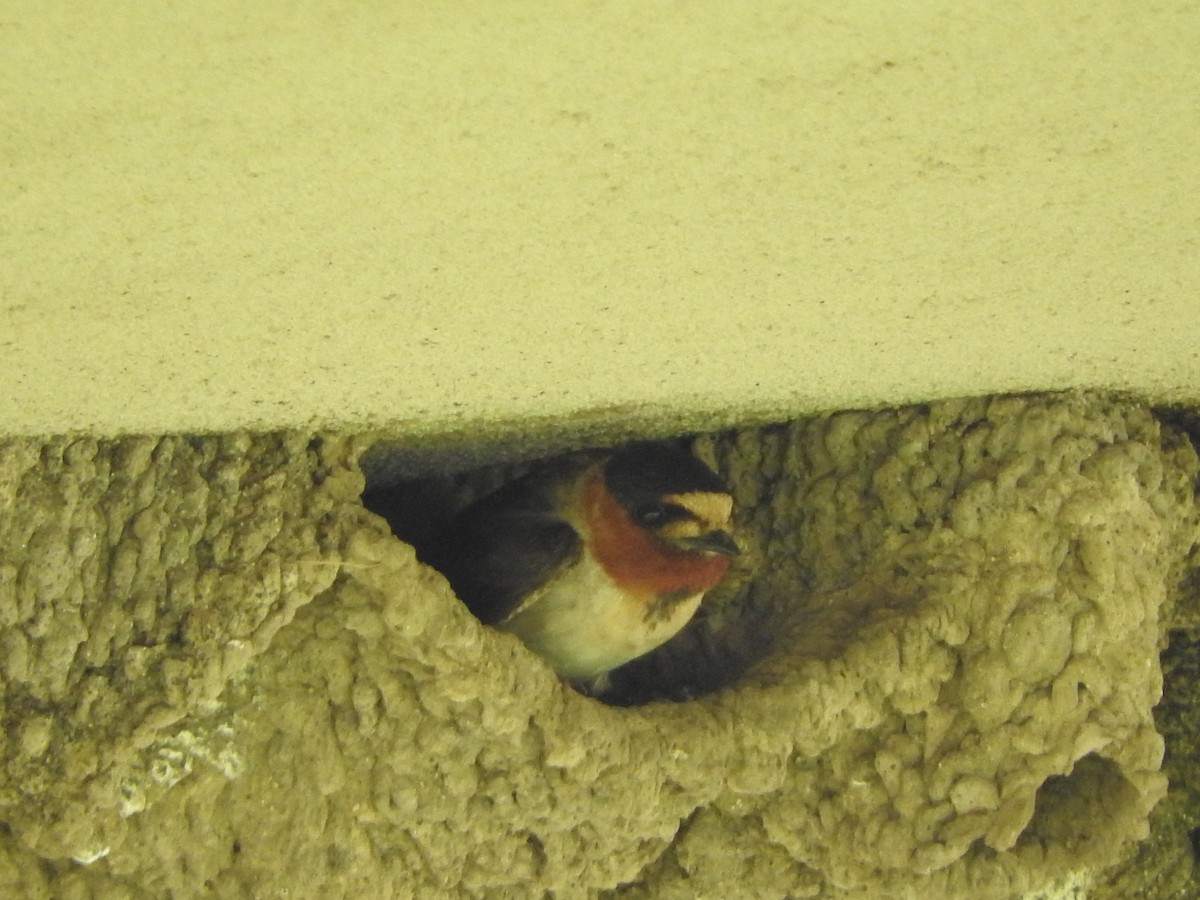 Cliff Swallow - ML637631461