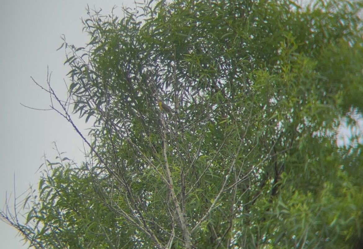 Yellow-breasted Chat - ML637631473