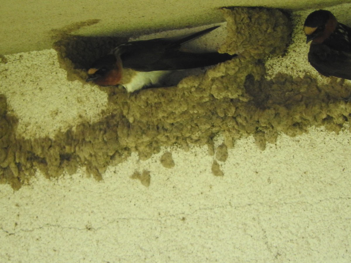 Cliff Swallow - ML637631474