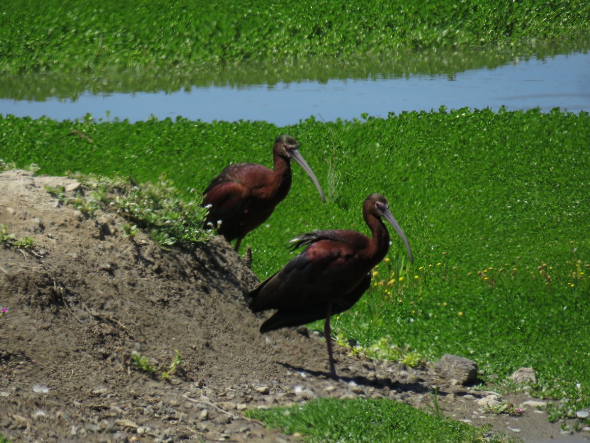White-faced Ibis - ML637631476