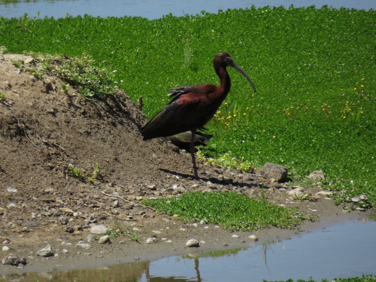 White-faced Ibis - ML637631477