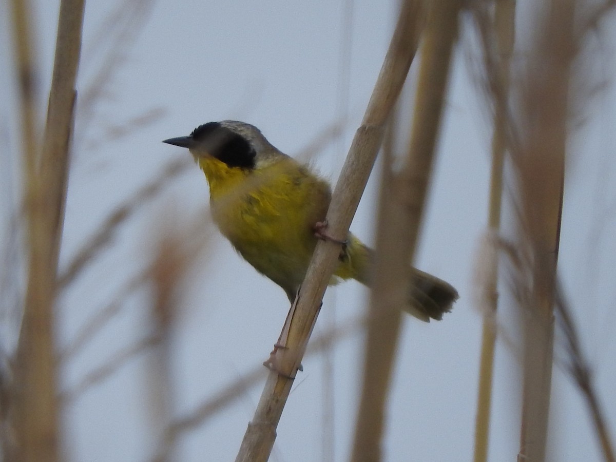 Common Yellowthroat - ML637631494