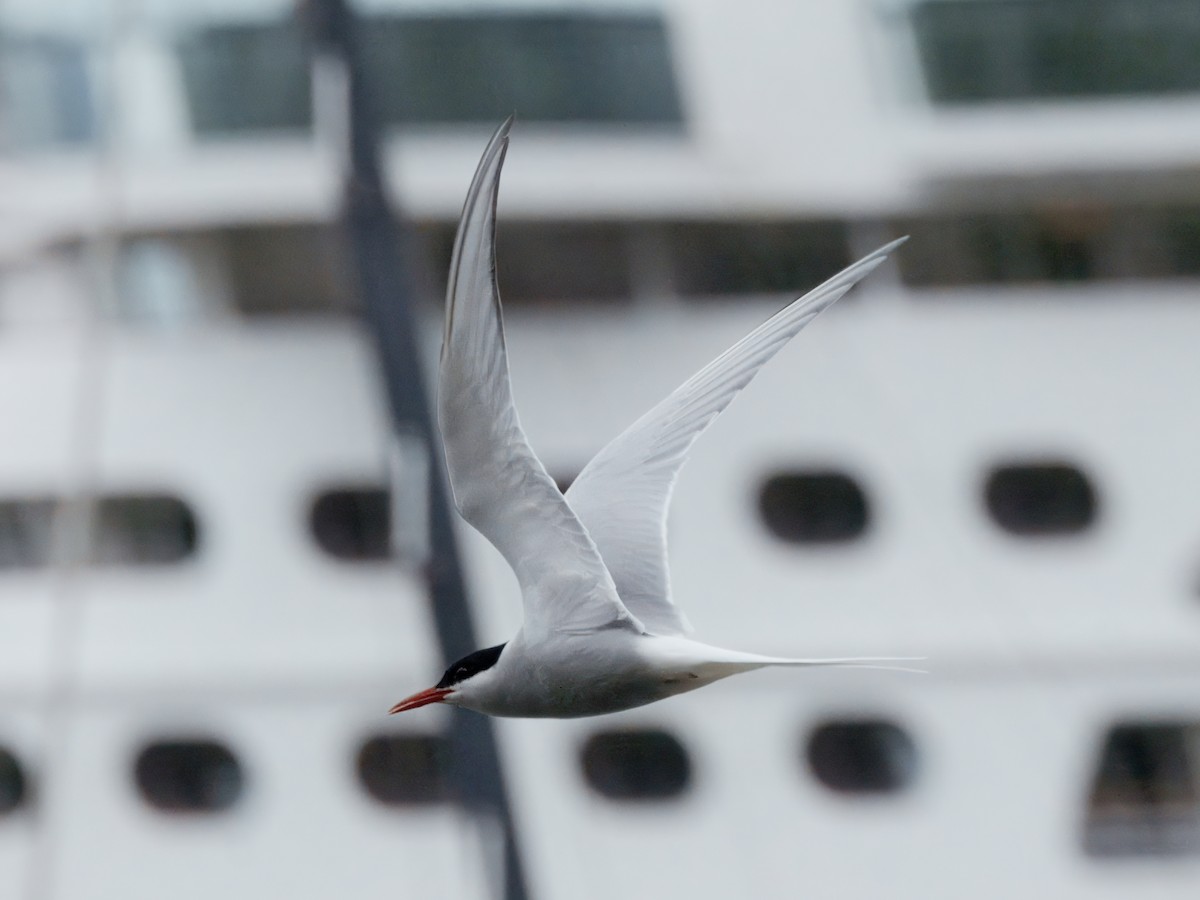 Arctic Tern - ML637631511