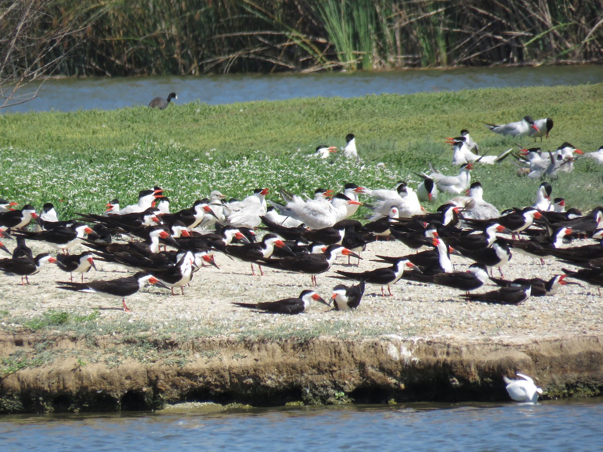 Black Skimmer - ML637631514