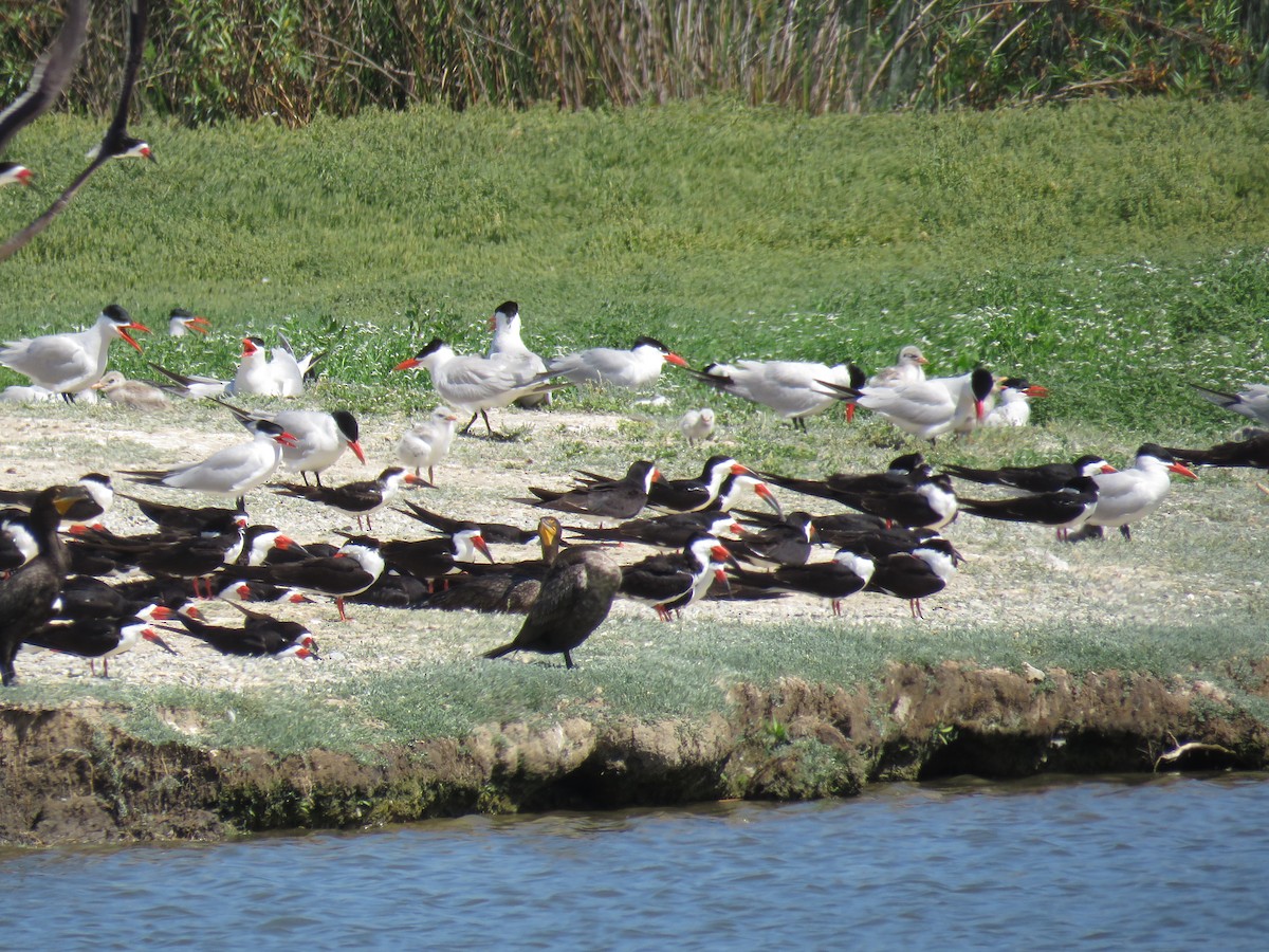 Black Skimmer - ML637631515