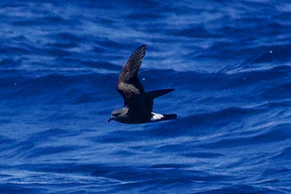 Leach's Storm-Petrel - ML637631527