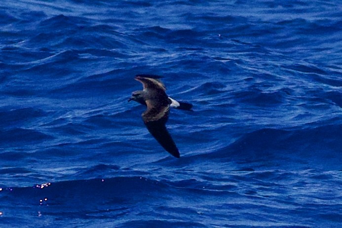 Leach's Storm-Petrel - ML637631528