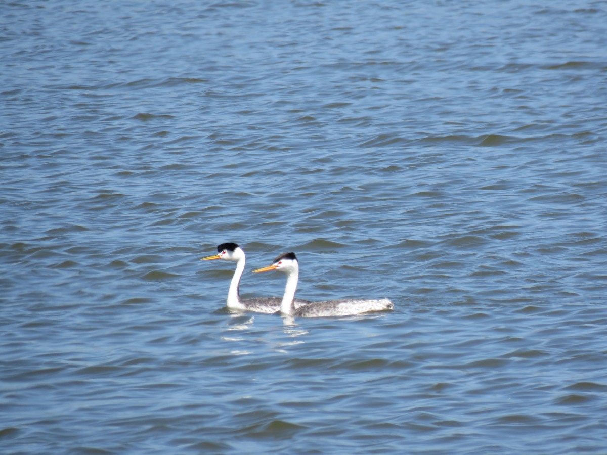 Clark's Grebe - ML637631551