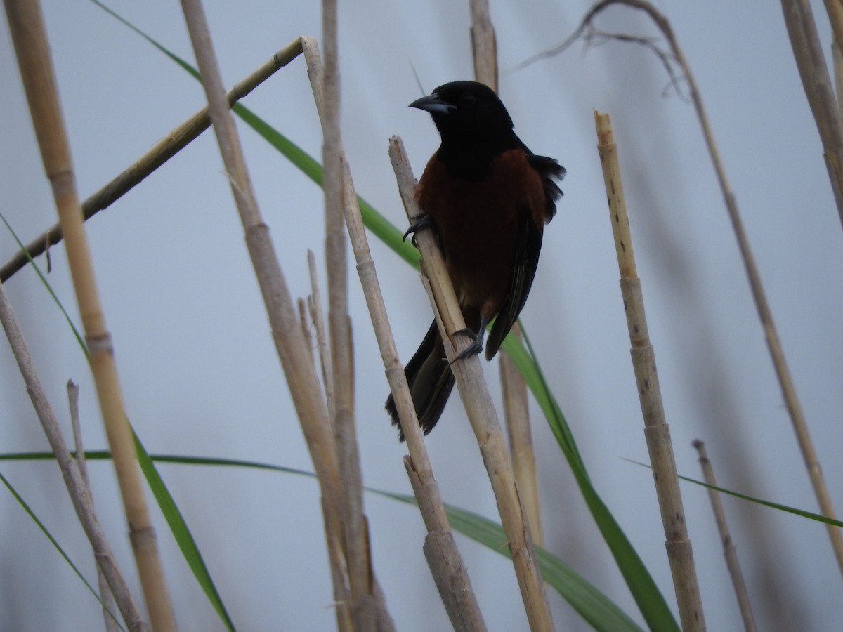 Orchard Oriole - ML637631559