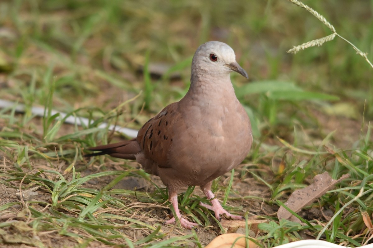 Ruddy Ground Dove - ML637631569