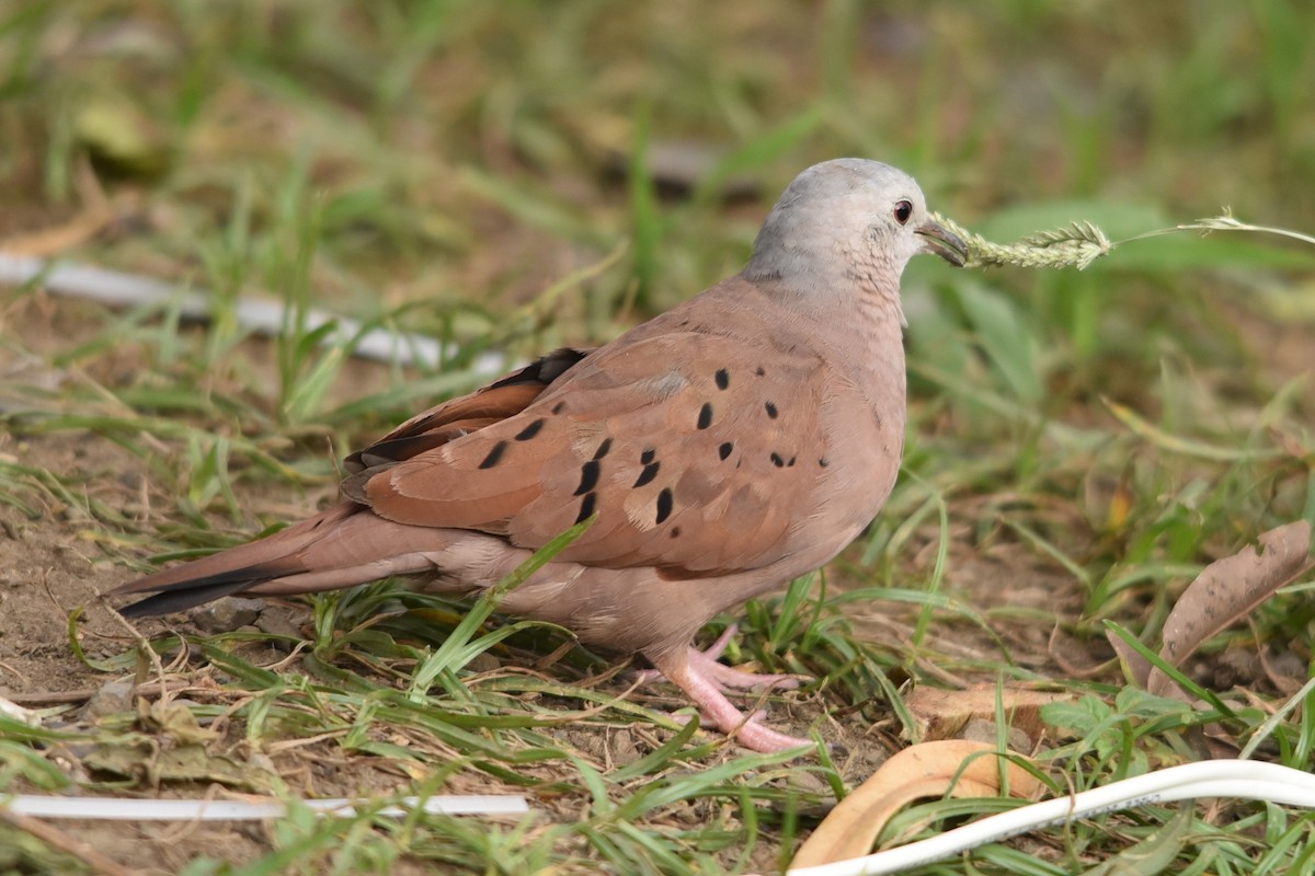 Ruddy Ground Dove - ML637631577