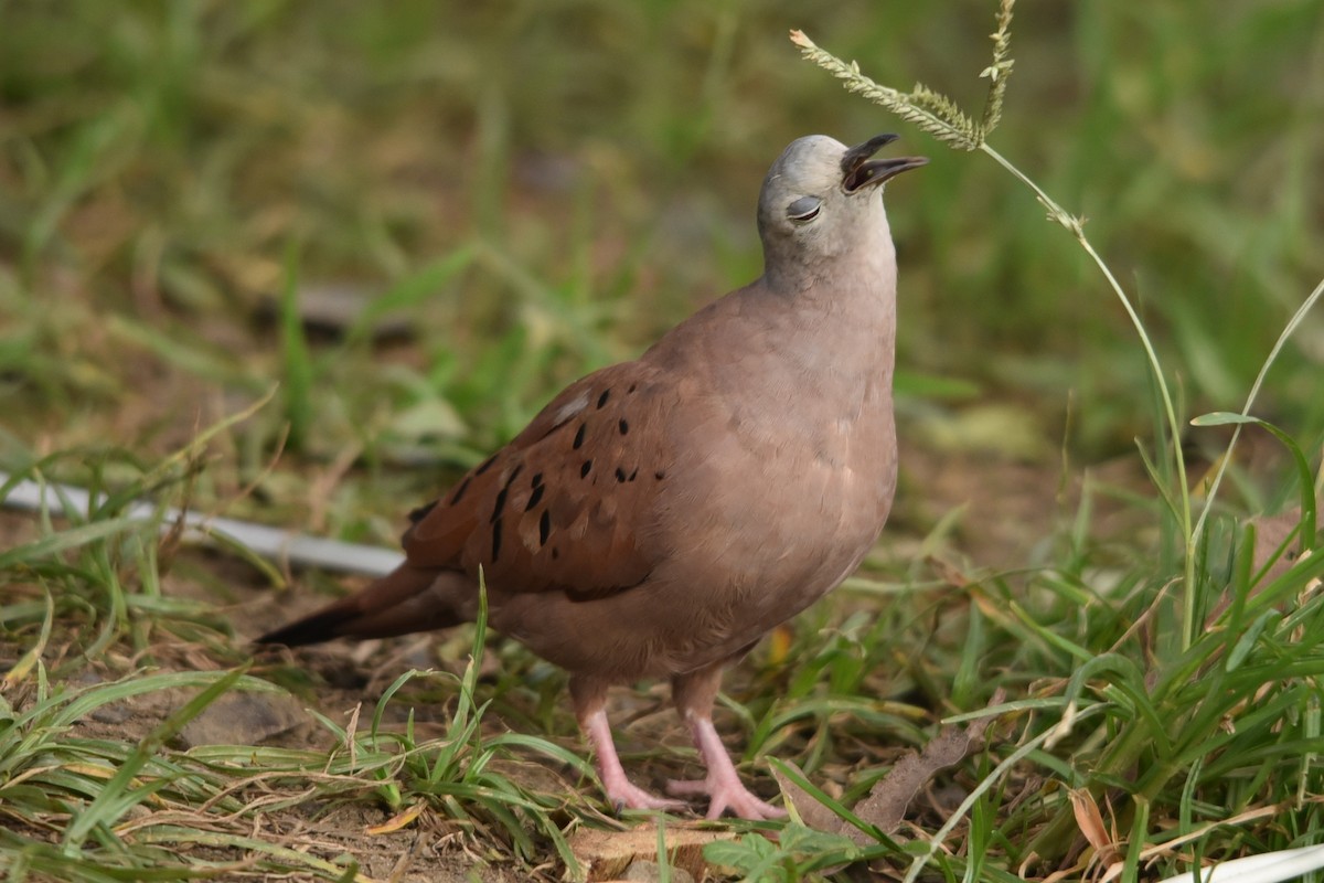 Ruddy Ground Dove - ML637631579