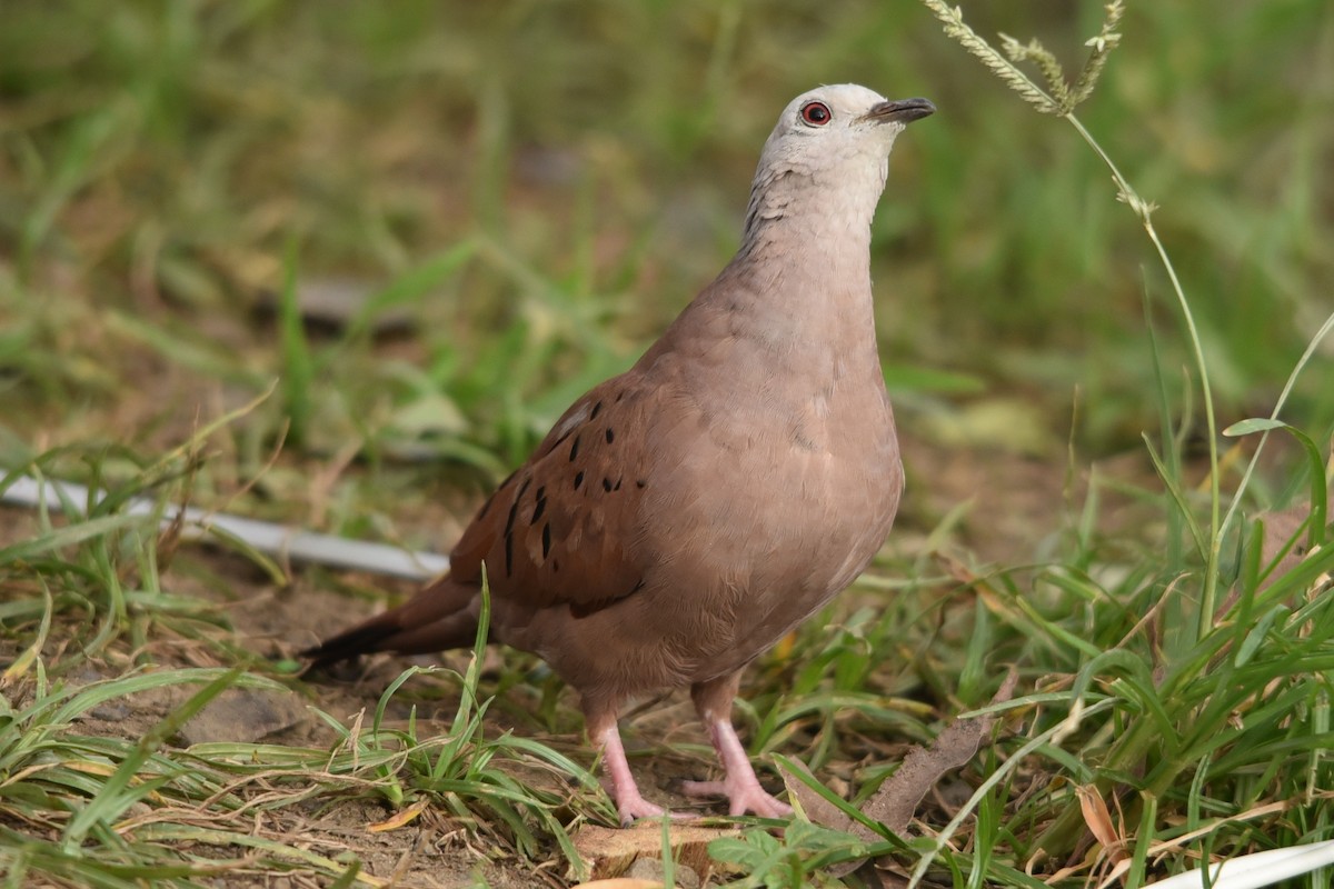 Ruddy Ground Dove - ML637631580