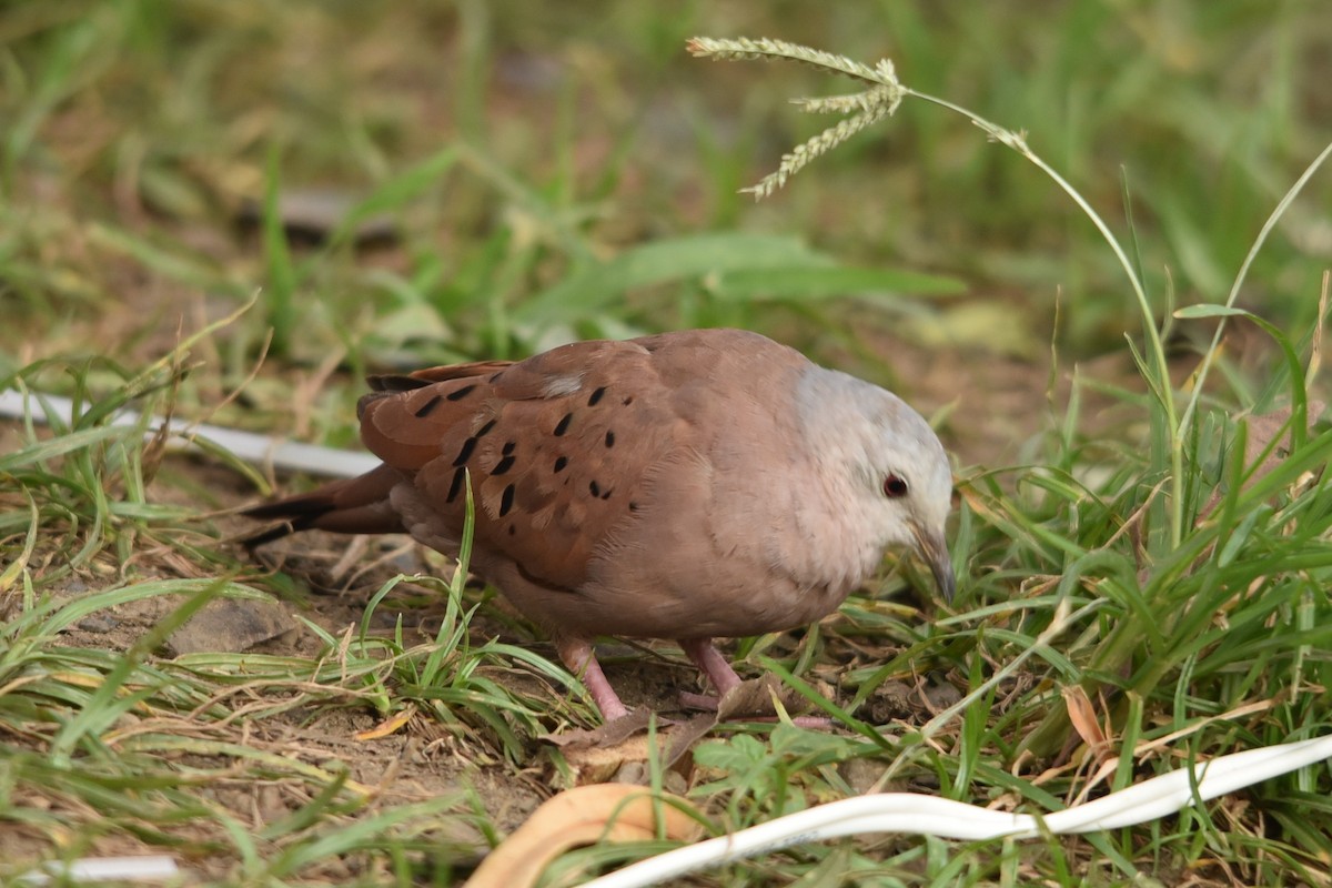 Ruddy Ground Dove - ML637631581