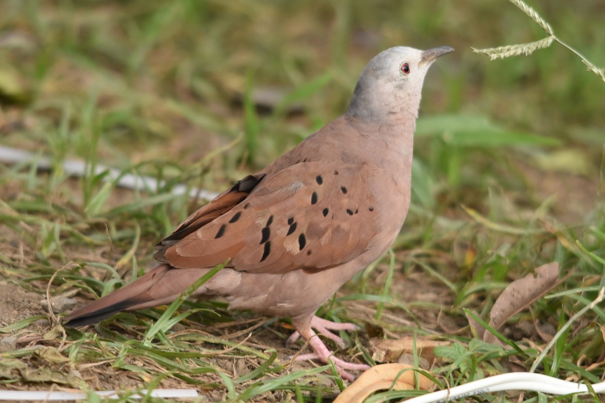 Ruddy Ground Dove - ML637631582