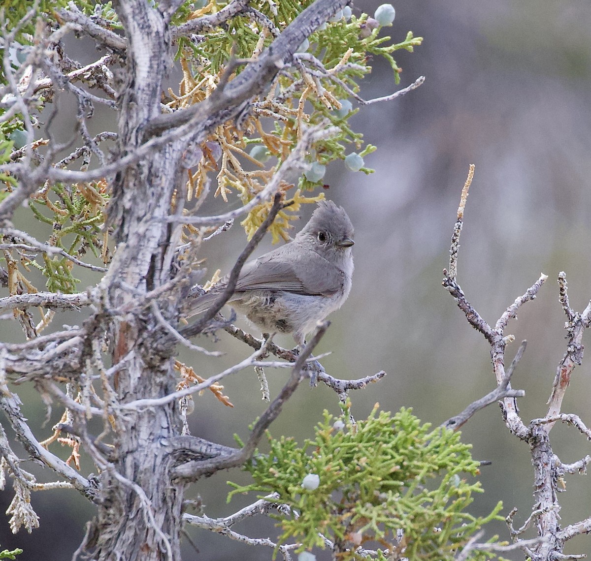 Juniper Titmouse - ML637631608