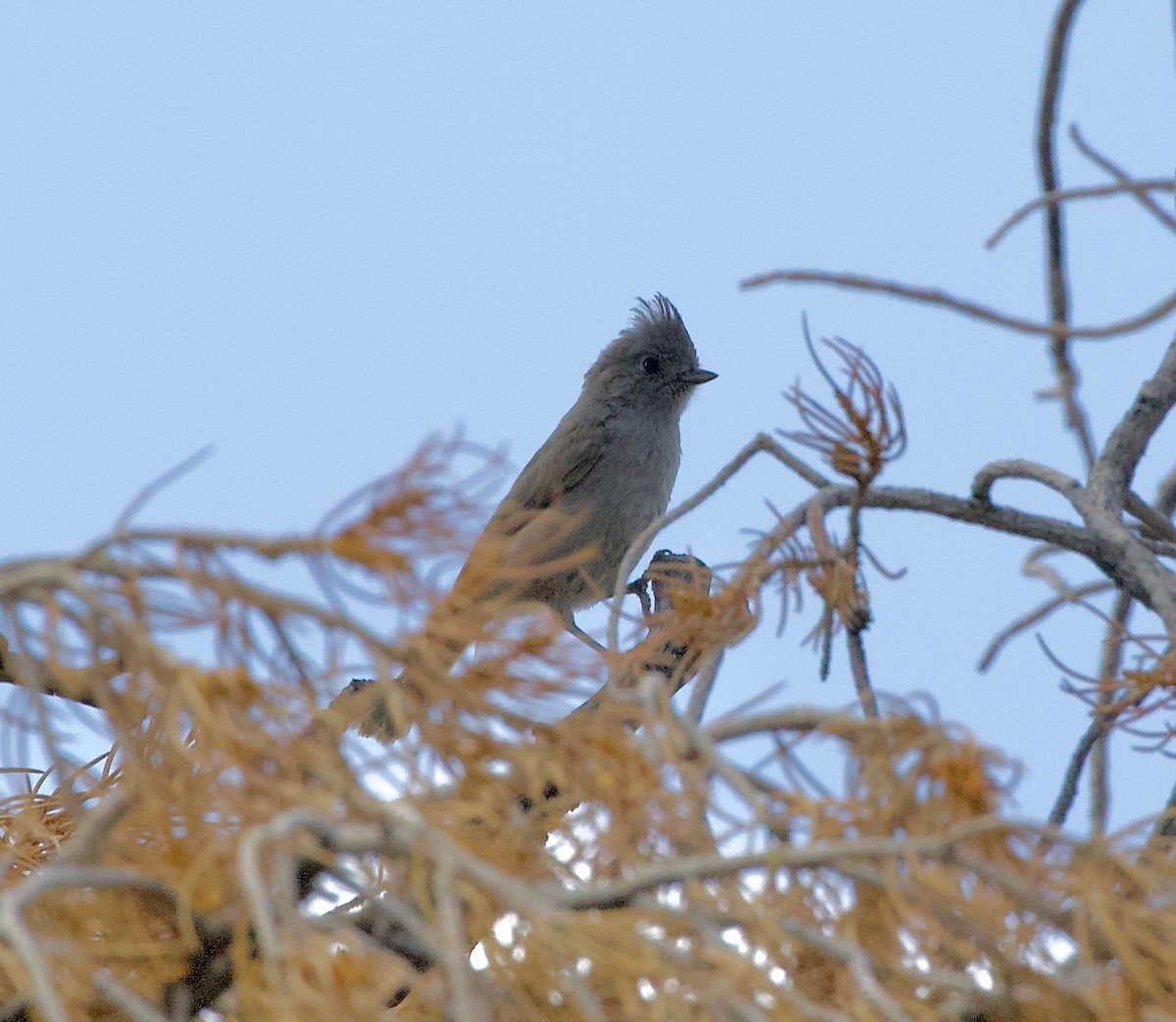 Juniper Titmouse - ML637631630