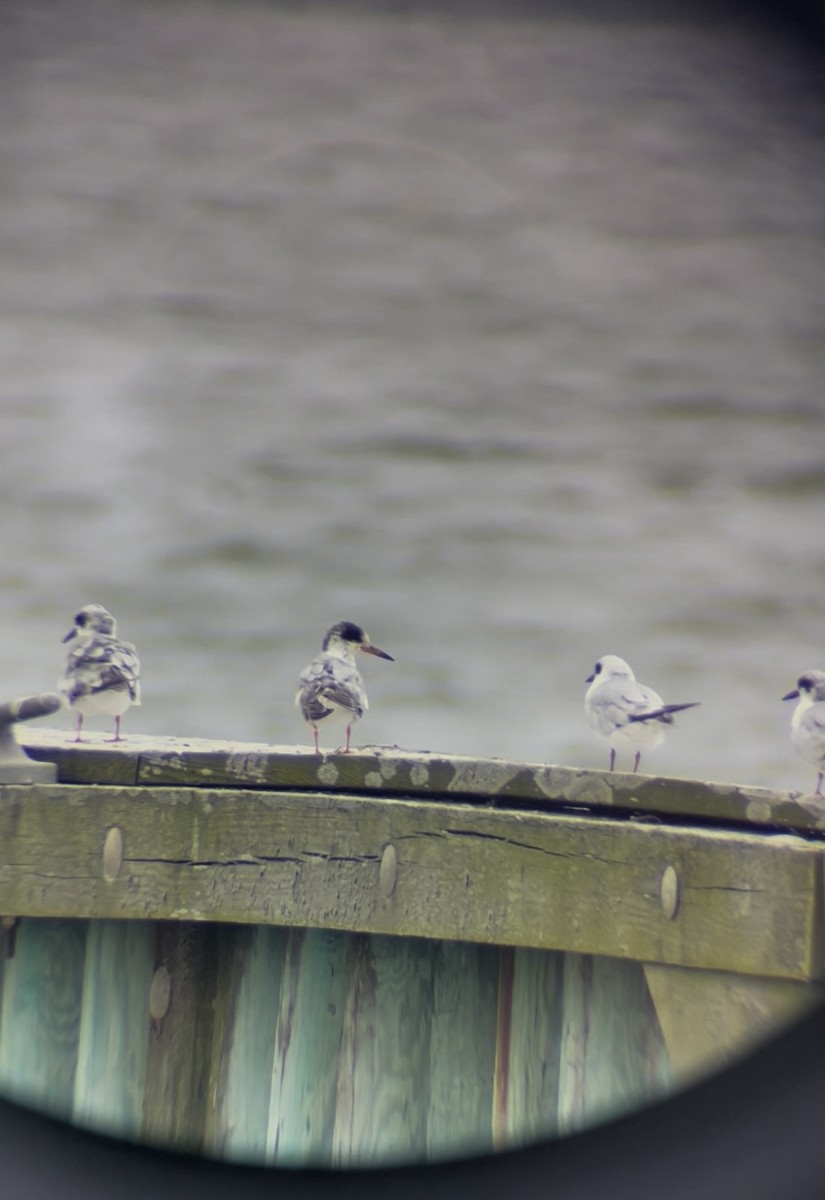 Forster's Tern - ML637631637