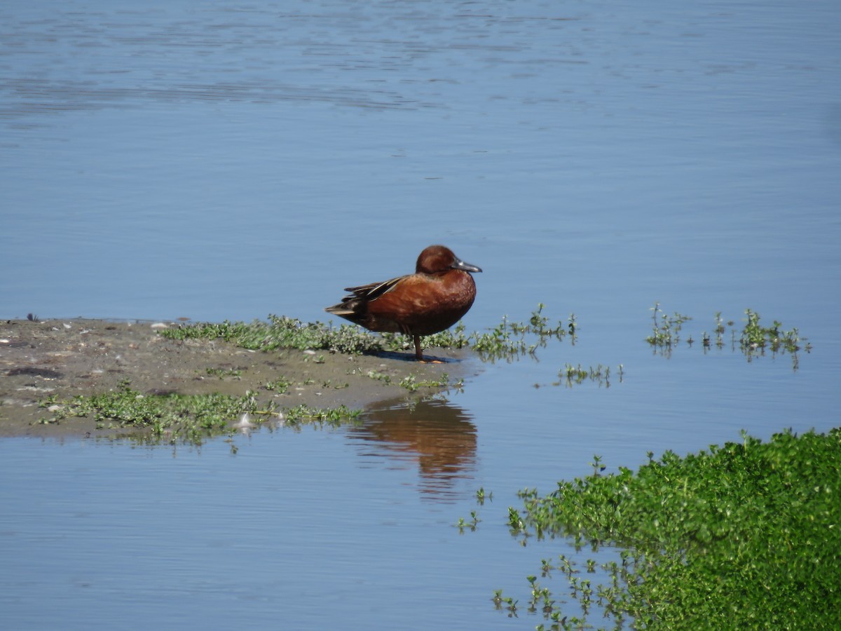 Cinnamon Teal - ML637631709