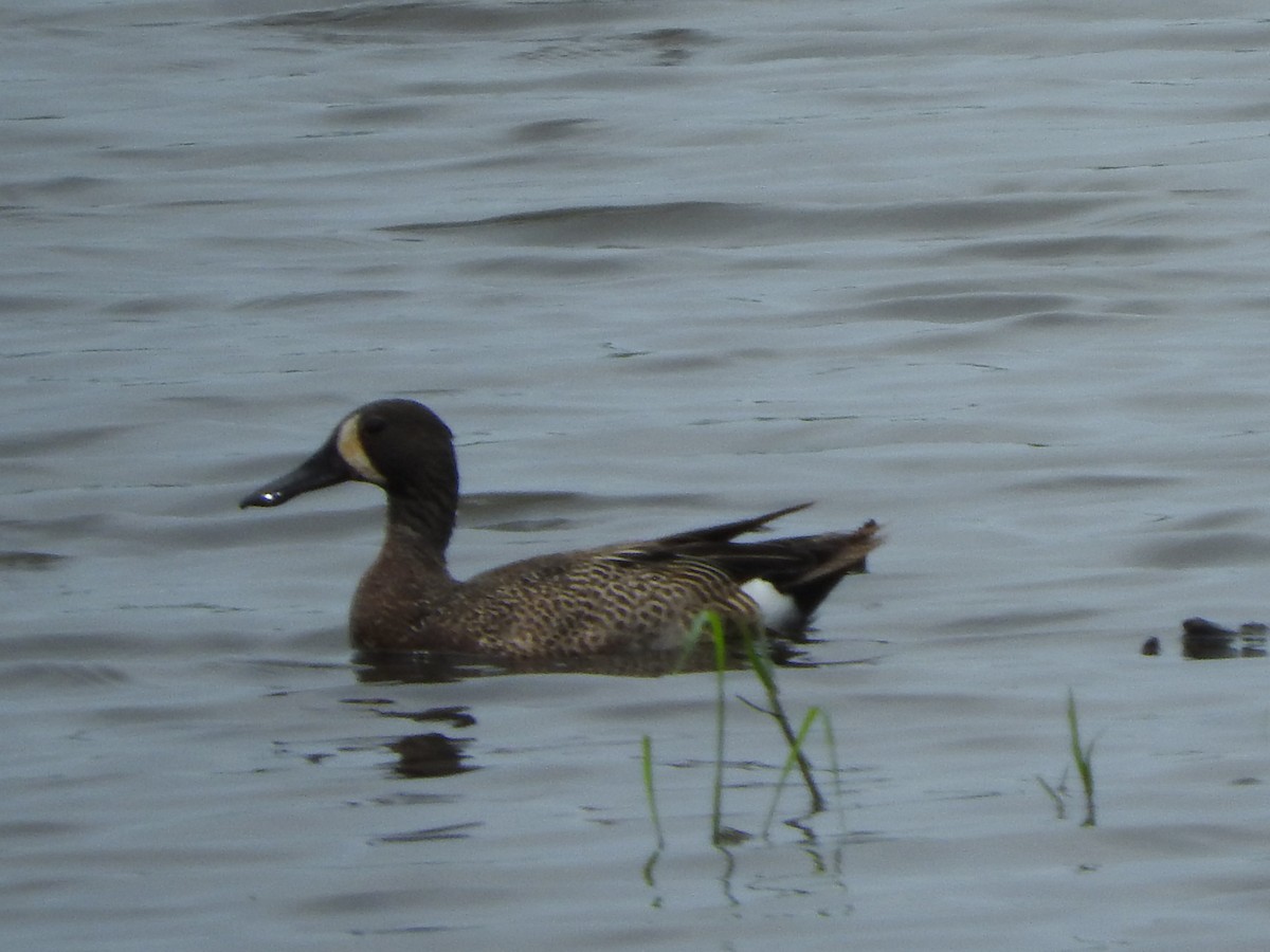 Blue-winged Teal - ML637631723