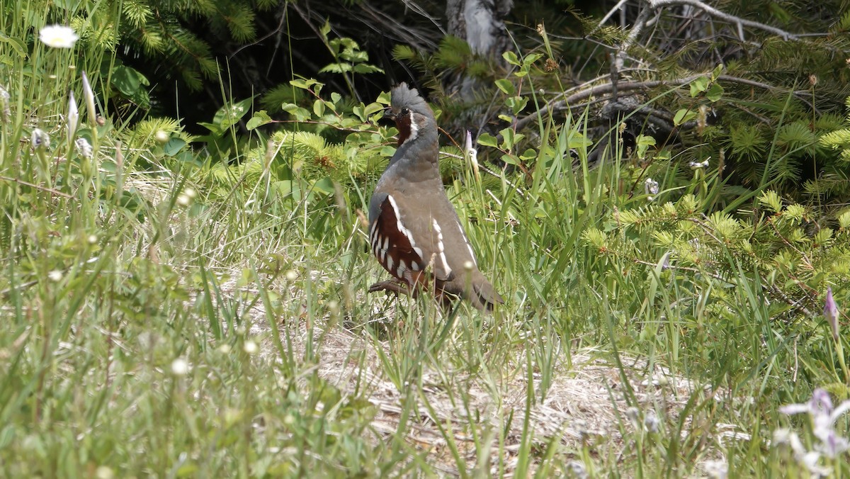 Mountain Quail - ML637631725