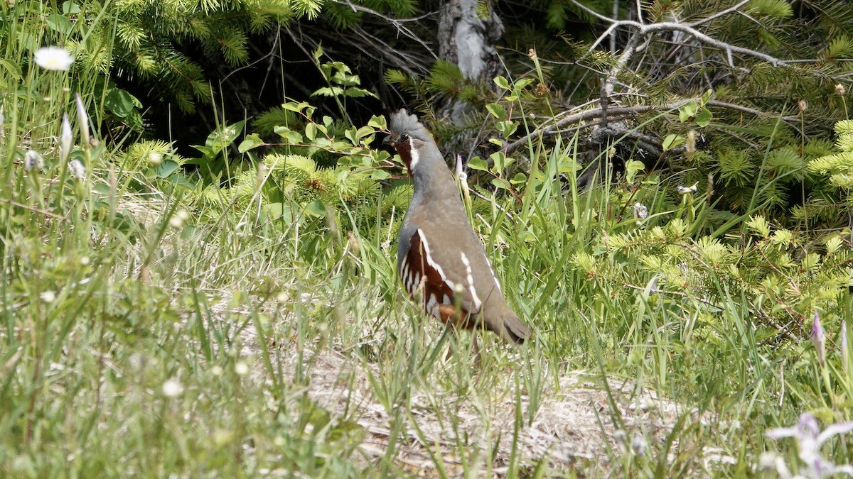 Mountain Quail - ML637631726