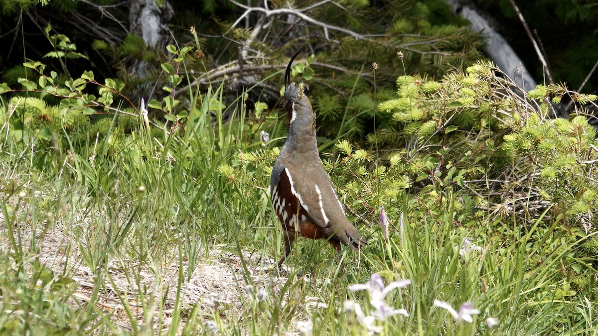Mountain Quail - ML637631727