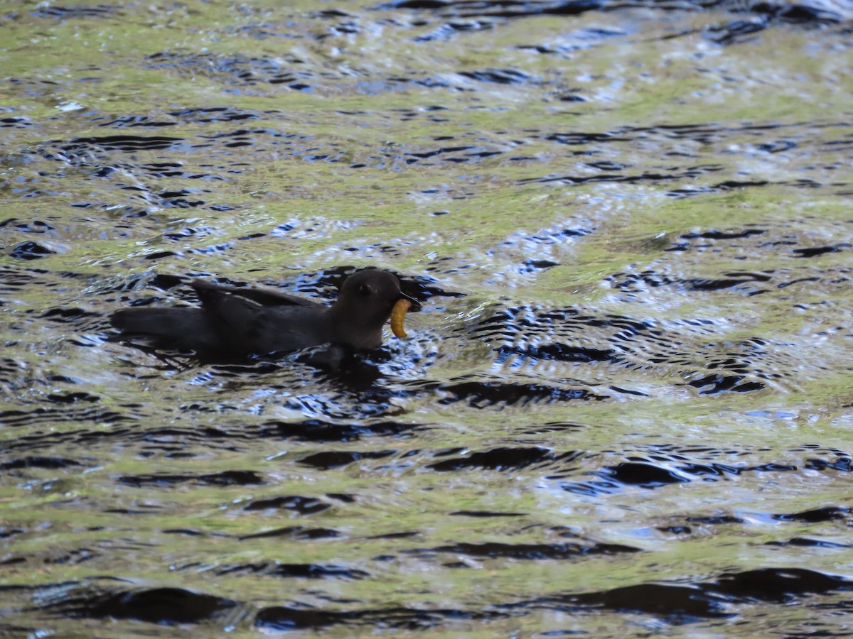 American Dipper - ML637631730