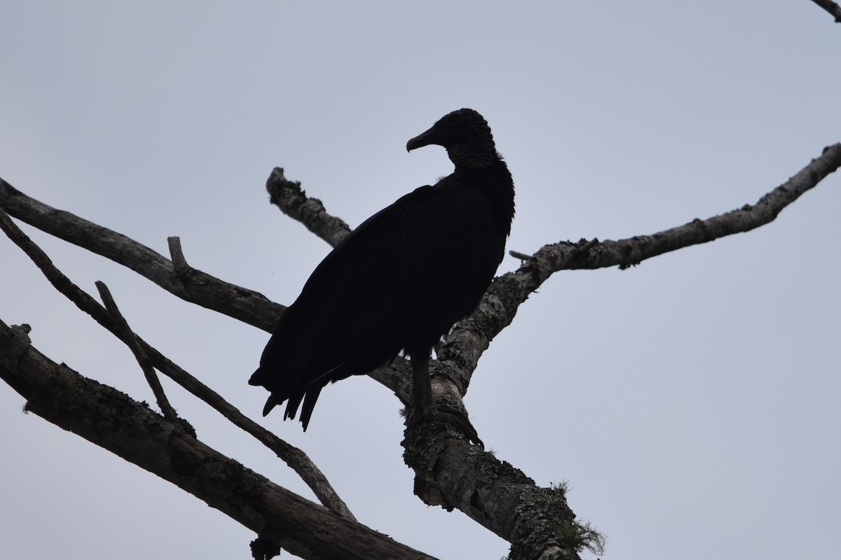 Black Vulture - ML637631732
