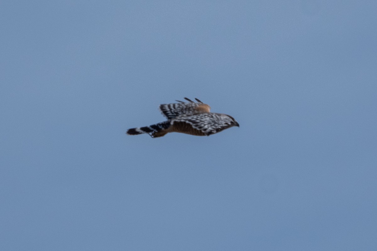 Red-shouldered Hawk - ML637631735