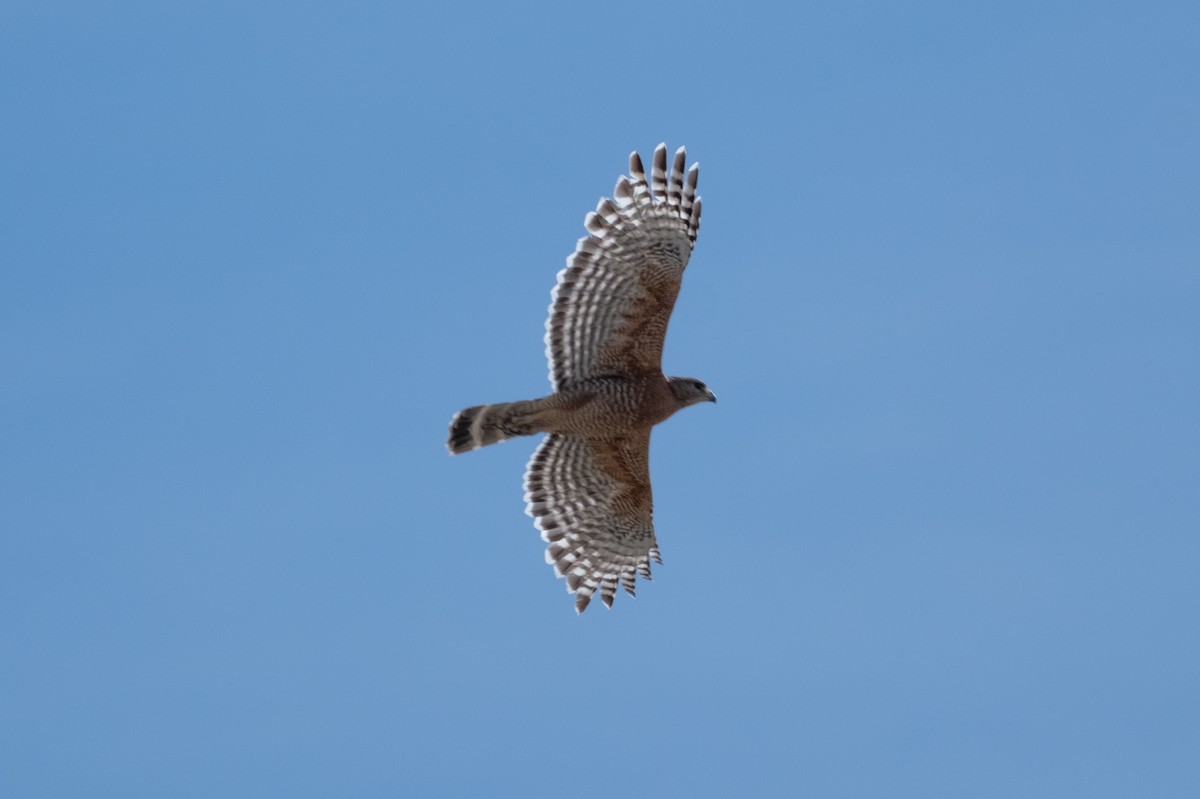 Red-shouldered Hawk - ML637631736